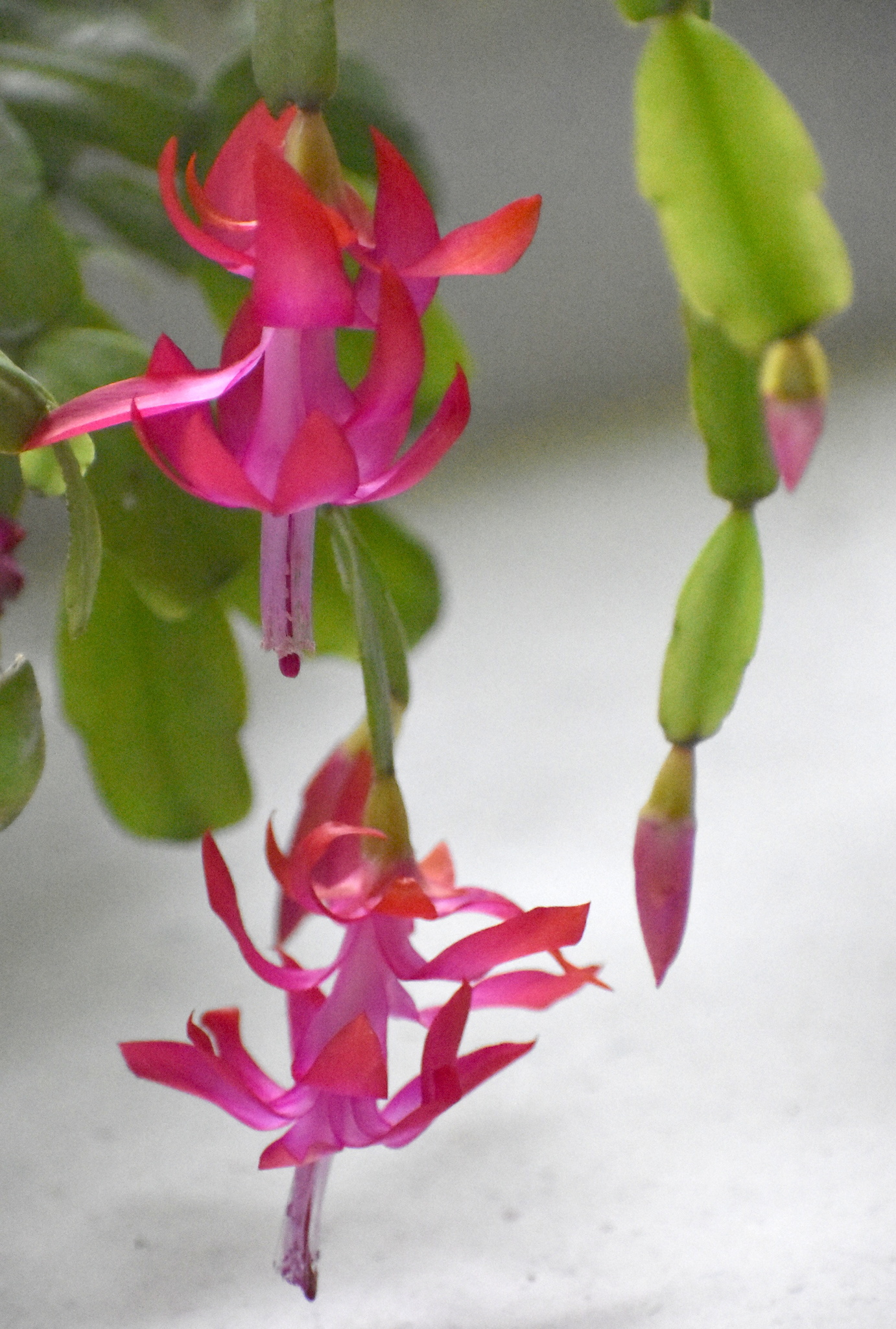 Schlumbergera X buckleyi