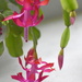 Christmas Cactus - Photo (c) Ann Rinkenberger, some rights reserved (CC BY-NC), uploaded by Ann Rinkenberger