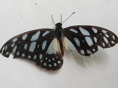 Graphium leonidas leonidas