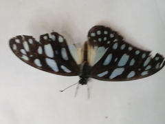 Graphium leonidas leonidas