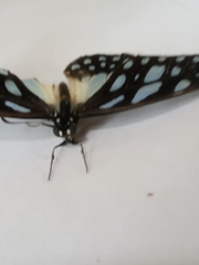 Graphium leonidas leonidas