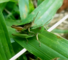 Dichromorpha australis