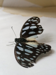 Graphium leonidas leonidas