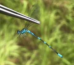 Coenagrion lanceolatum