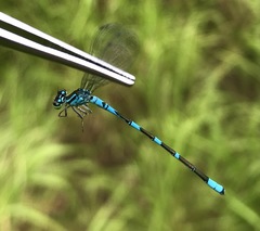 Coenagrion lanceolatum