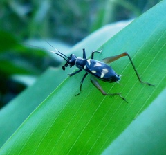 Phylloscyrtus amoenus