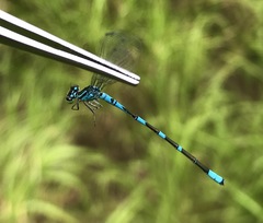 Coenagrion lanceolatum