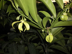 Artabotrys hexapetalus