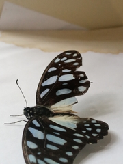 Graphium leonidas leonidas