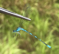 Coenagrion lanceolatum