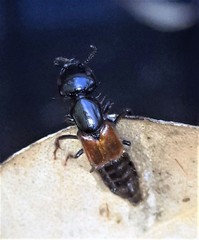 Thyreocephalus