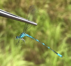 Coenagrion lanceolatum