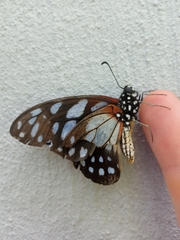 Graphium leonidas leonidas