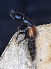 Thyreocephalus
