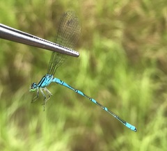 Coenagrion lanceolatum