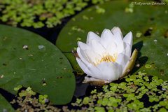 Nymphaea candida