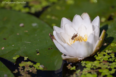Nymphaea candida