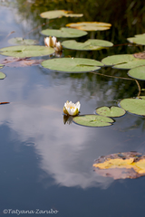 Nymphaea candida
