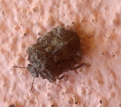 Cyrtocoris