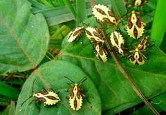 Ouranion crenulatus