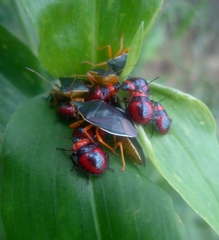 Tynacantha marginata