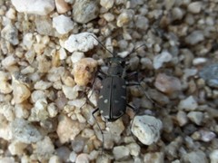 Cicindela transbaicalica