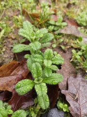 Cerastium