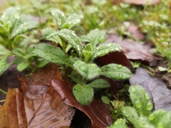 Cerastium