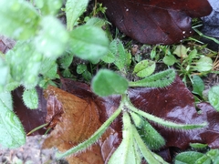 Cerastium