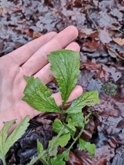 Geum