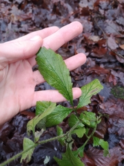 Geum
