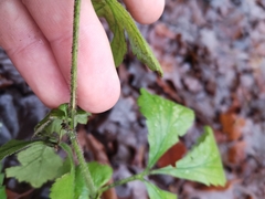 Geum