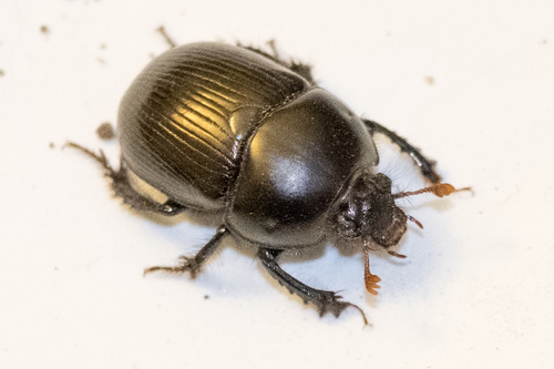 Geotrupidae