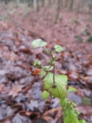 Geum