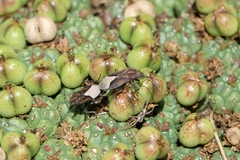 Spilostethus trilineatus