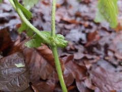 Geum