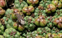 Spilostethus trilineatus