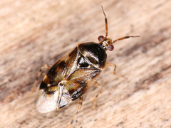 Deraeocoris lutescens