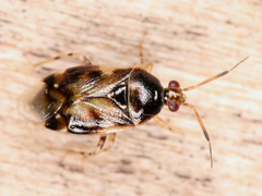 Deraeocoris lutescens
