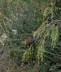 Crithagra symonsi