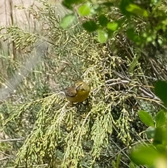 Crithagra symonsi