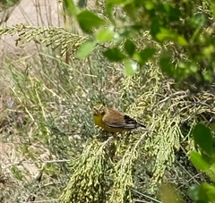 Crithagra symonsi