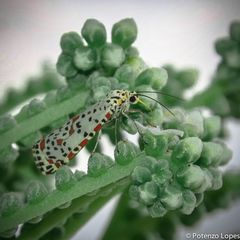 Utetheisa timorensis