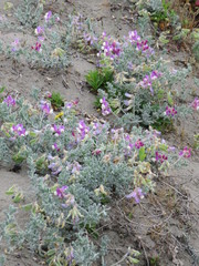 Lathyrus littoralis