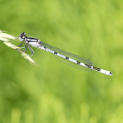 Enallagma cyathigerum