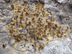 Xanthocarpia ochracea