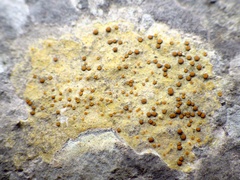 Xanthocarpia ochracea