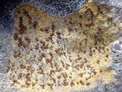 Xanthocarpia ochracea