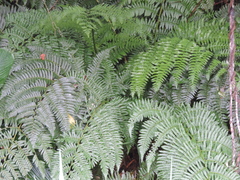 Cyathea atrovirens
