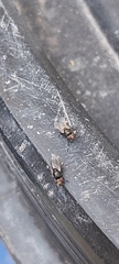 Physiphora alceae
